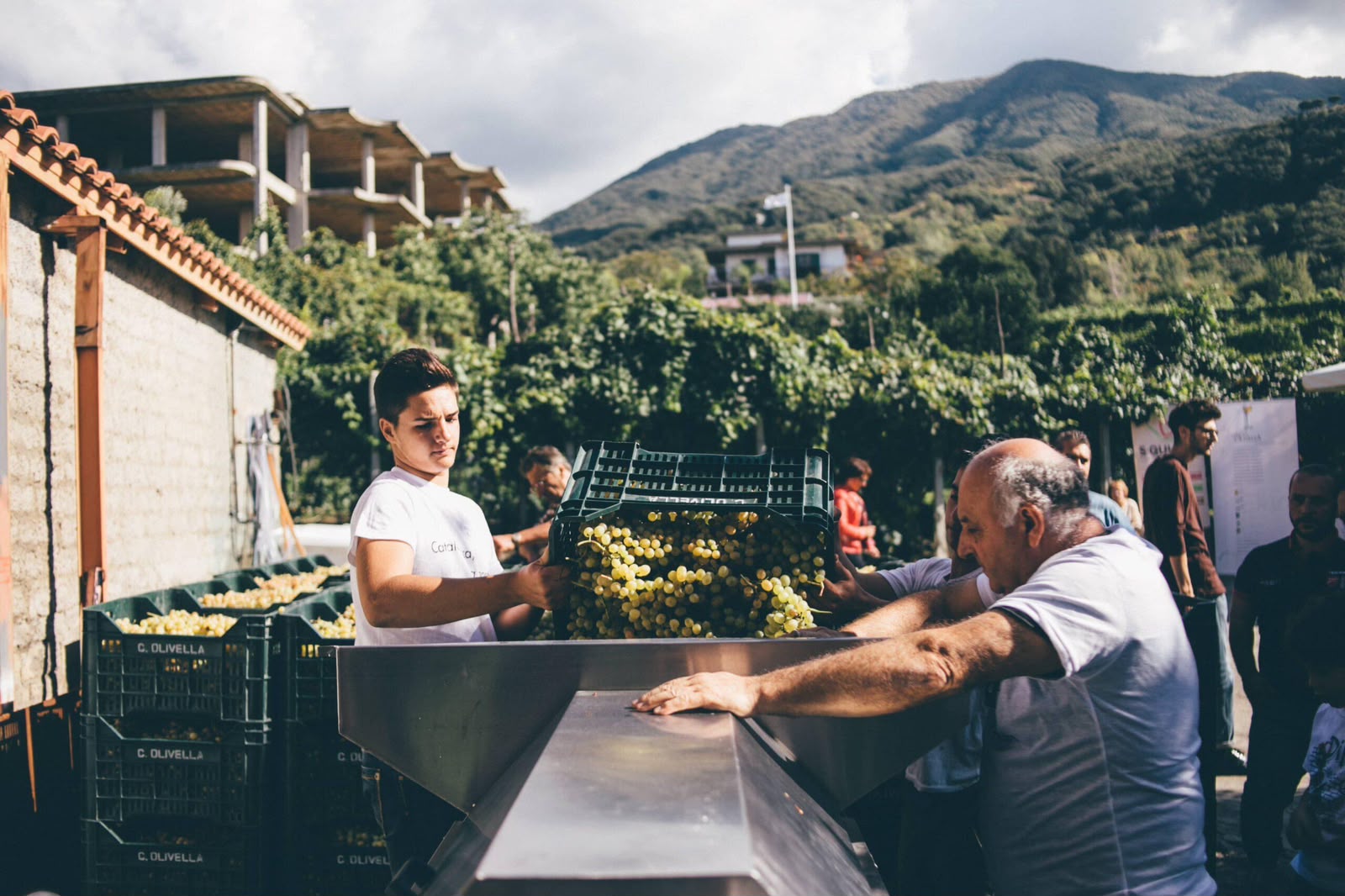 Vendemmiamo la Catalanesca, raccolta dell’uva, degustazione e pranzo tra i Vigneti del Vesuvio