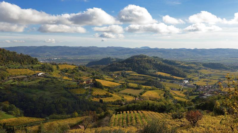 Crisi Zonin 1821, al via le offerte. «Valutiamo tutte le opzioni»