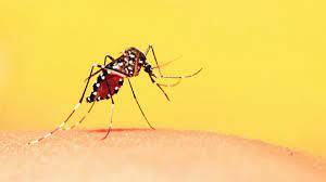 Allarme Chikungunya rientrato a Massa, annullata ordinanza di disinfestazione