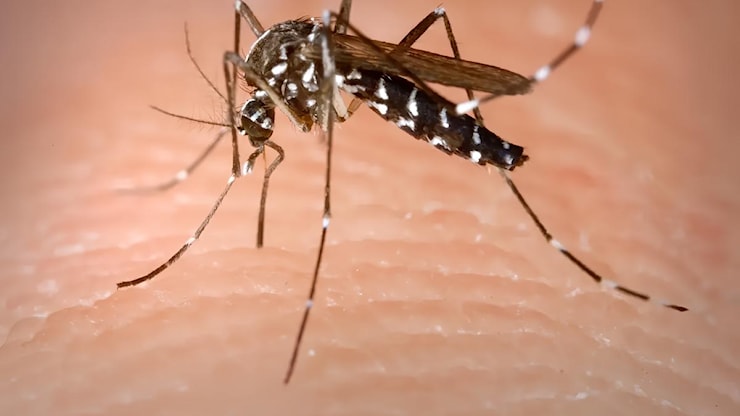 A Livorno e a Massa due casi sospetti di virus Chikungunya - La Nazione