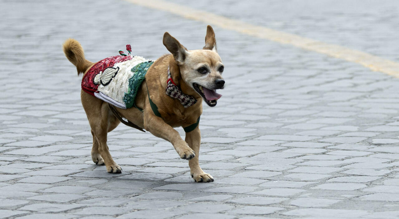 Ascolti tv ieri martedì 2 giugno: la Parata Militare conquista tutti, chi ha vinto tra I volti della Repubblica e Un nuovo inizio