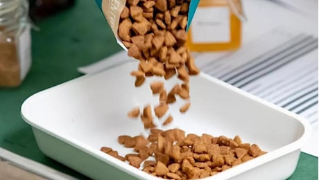 Nestlé investe 560 milioni a Mantova per un nuovo hub Purina tra produzione e logistica