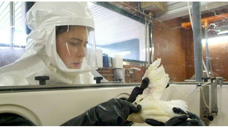 Influenza aviaria H5N5, i sintomi e come è morto il paziente contagiato. Qual è il rischio reale, Pregliasco: «Si sta adattando all'uomo» - Il Messaggero