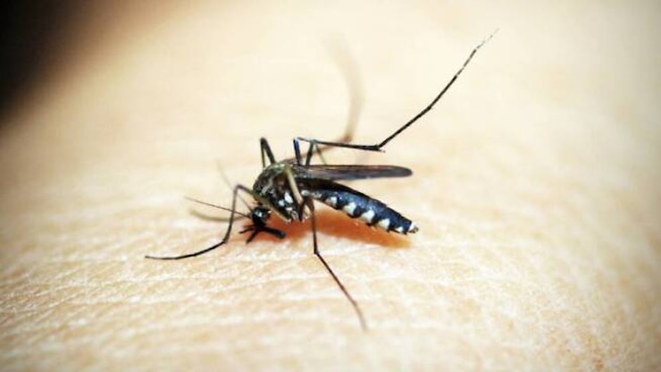 Latina, primo caso di West Nile nel Lazio nel 2026 - IlFaroOnline