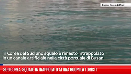 Squalo intrappolato a Busan, fallisce il tentativo di riportarlo in mare: 600mila curiosi in due settimane