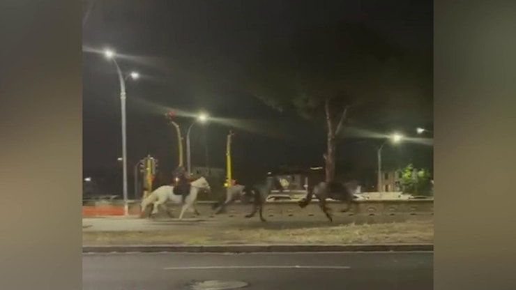Cavalli in fuga sulla Colombo, il racconto della carabiniera: Non ho mai avuto così tanta paura - la Repubblica