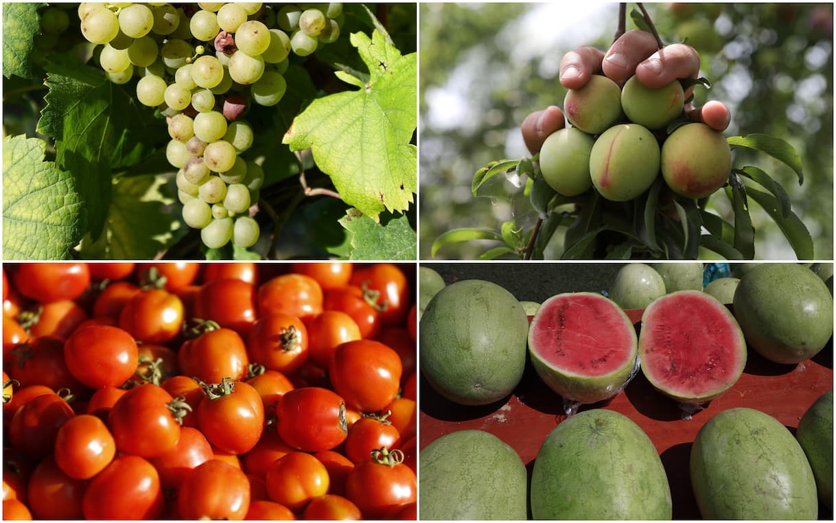 Caldo record, gli effetti sulla tavola: prezzi della frutta in calo, ecco perché