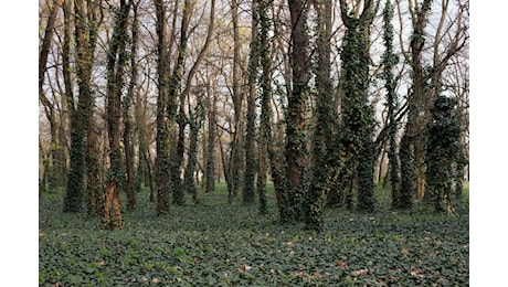 Bosco Ospizio, cosa prevede davvero il progetto di Reggio Emilia