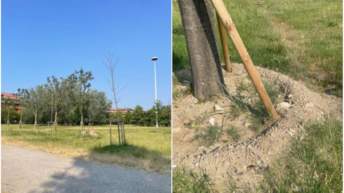 Caldo estremo a Milano, gli alberi appena piantati rischiano di morire. E negli asili bimbi in difficoltà