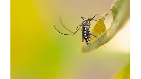Zanzare a ottobre, perché sono ancora così tante nonostante l’autunno