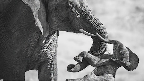 Wildlife Photographer of the Year 2026, vince l’italiano Veronesi con una foto struggente