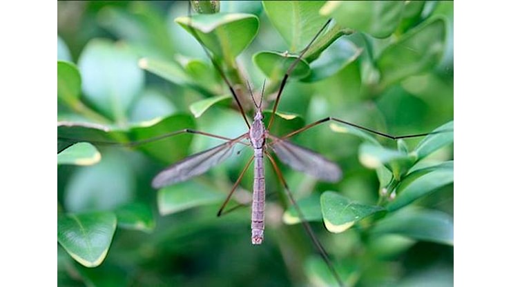 Emilia-Romagna, allarme West Nile, interessate 6 province su 9 - Corriere Romagna
