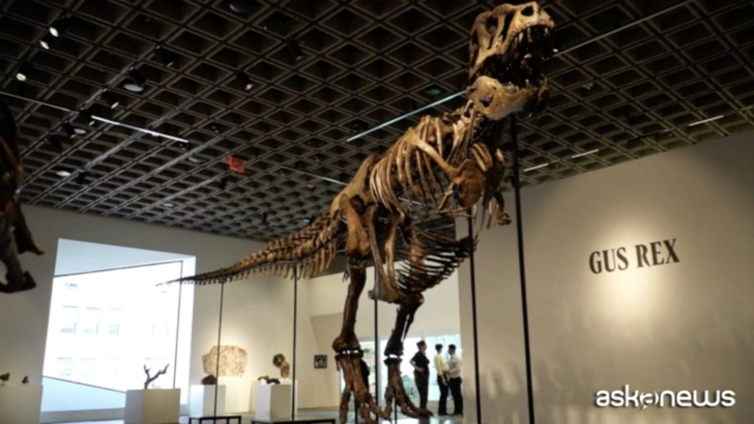 Lo scheletro di T-Rex più prezioso al mondo? Si chiama Gus e vale 43 milioni di dollari