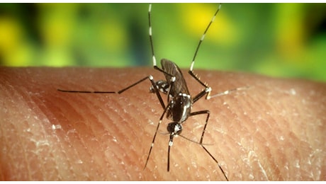West Nile, primo caso del 2026 nel Vicentino: contagio accertato a Lonigo, la paziente non aveva viaggiato all'estero