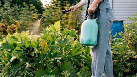 Glifosato negli Usa, la Corte Suprema blocca le cause contro Bayer