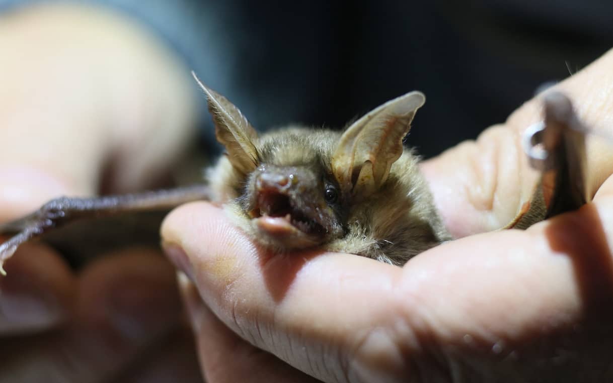 Canada, bambino di 11 anni morto di rabbia dopo essersi svegliato con un pipistrello sulla faccia