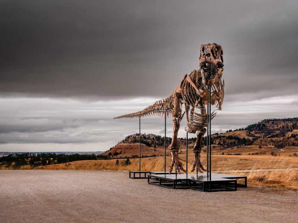 Tra i record del primo semestre 2026 Sotheby's c'è il dinosauro più costoso della storia
