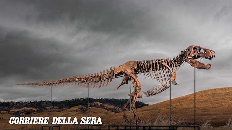 Arte, il fascino moderno dei «collectibles»: tra un T-Rex (da 30 milioni di dollari) e una maglia Nba, come cambia il mercato - Corriere della Sera